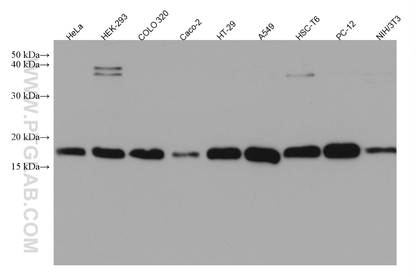 Western Blot (WB) analysis of various lysates using TMEM230 Monoclonal antibody (67247-1-Ig)