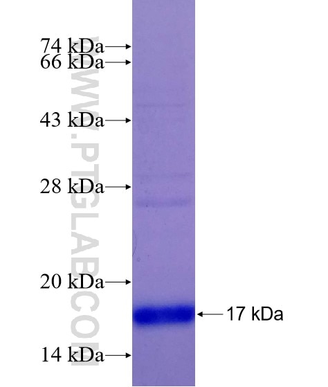 C20orf30 fusion protein Ag15080 SDS-PAGE