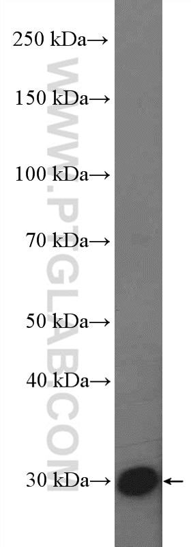 Western Blot (WB) analysis of mouse heart tissue using SYNDIG1 Polyclonal antibody (27537-1-AP)