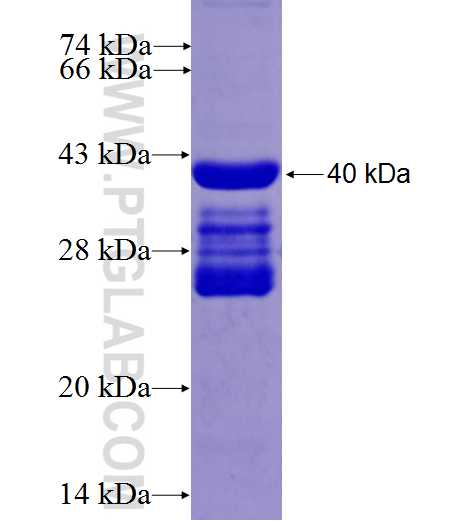 C20orf39 fusion protein Ag26442 SDS-PAGE