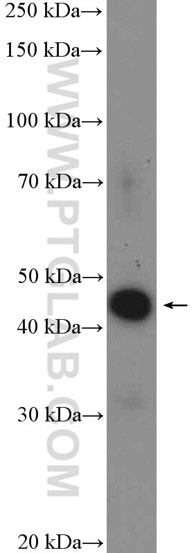 Western Blot (WB) analysis of HepG2 cells using C20orf4 Polyclonal antibody (20179-1-AP)