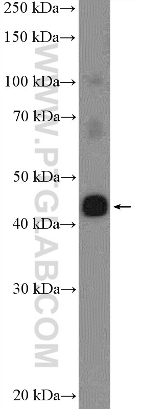 Western Blot (WB) analysis of MCF-7 cells using C20orf4 Polyclonal antibody (20179-1-AP)