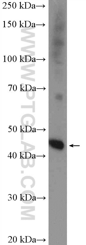 Western Blot (WB) analysis of HeLa cells using C20orf4 Polyclonal antibody (20179-1-AP)