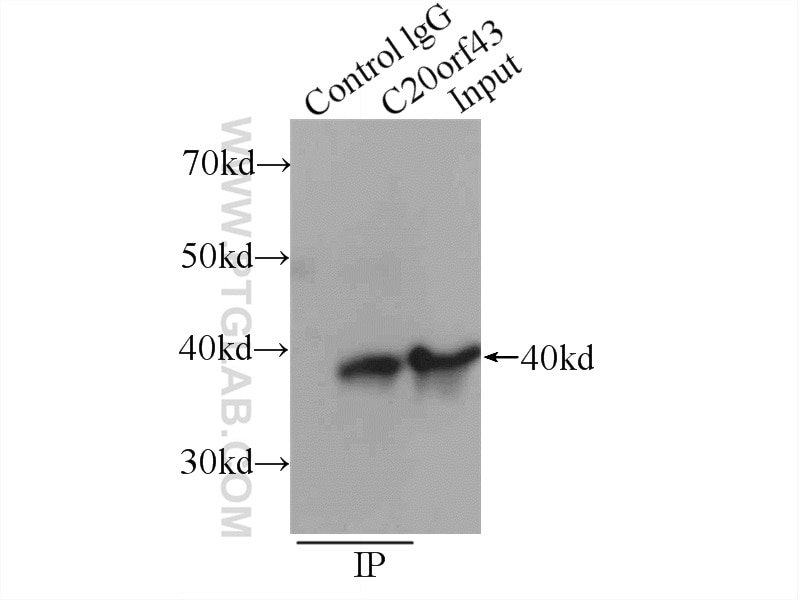 Immunoprecipitation (IP) experiment of HeLa cells using RTF2 Polyclonal antibody (16633-1-AP)