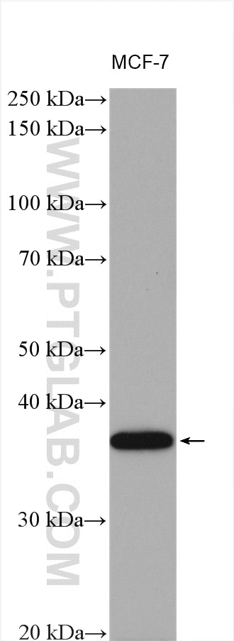 Western Blot (WB) analysis of various lysates using RTF2 Polyclonal antibody (16633-1-AP)