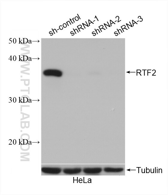 Western Blot (WB) analysis of HeLa cells using RTF2 Polyclonal antibody (16633-1-AP)