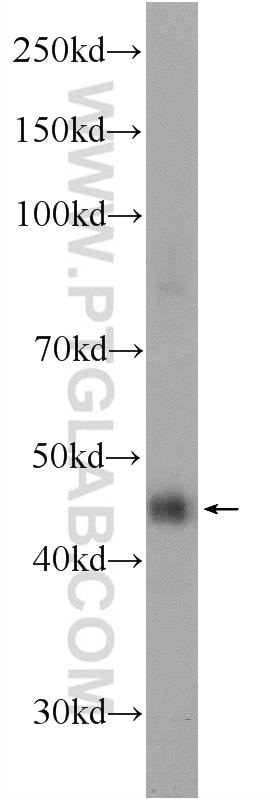 Western Blot (WB) analysis of mouse colon tissue using C20orf46 Polyclonal antibody (24678-1-AP)