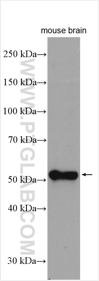 Western Blot (WB) analysis of mouse brain tissue using SLC52A3 Polyclonal antibody (25626-1-AP)