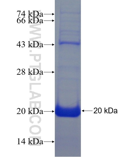 C20orf7 fusion protein Ag23822 SDS-PAGE