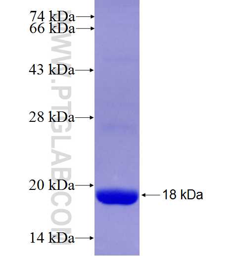 C20orf70 fusion protein Ag27429 SDS-PAGE