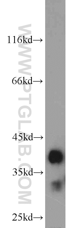 Western Blot (WB) analysis of mouse liver tissue using MGME1 Polyclonal antibody (23178-1-AP)