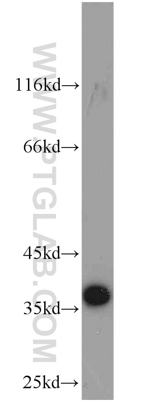 Western Blot (WB) analysis of HepG2 cells using MGME1 Polyclonal antibody (23178-1-AP)