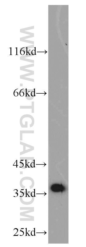 Western Blot (WB) analysis of A549 cells using MGME1 Polyclonal antibody (23178-1-AP)