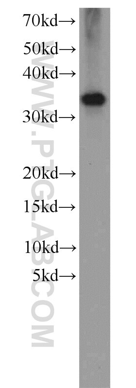 Western Blot (WB) analysis of HEK-293 cells using MGME1 Polyclonal antibody (23178-1-AP)