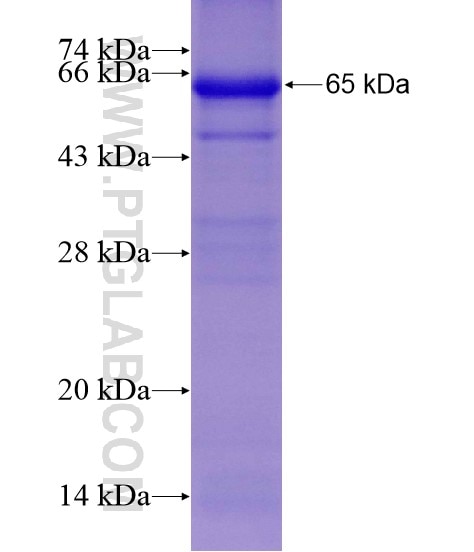 MGME1 fusion protein Ag19644 SDS-PAGE