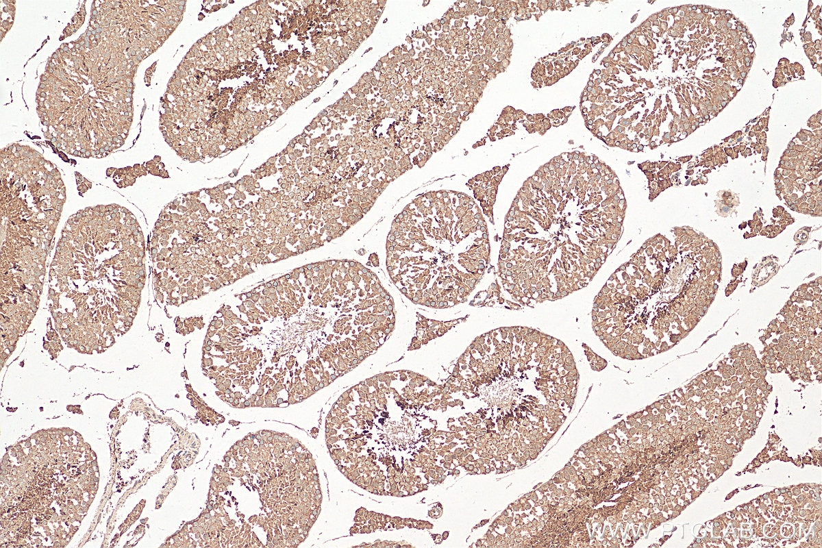 IHC staining of mouse testis using 29843-1-AP