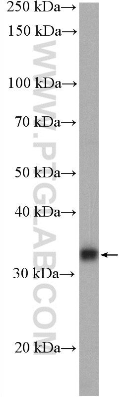 Western Blot (WB) analysis of HEK-293T cells using C21orf2 Polyclonal antibody (27609-1-AP)