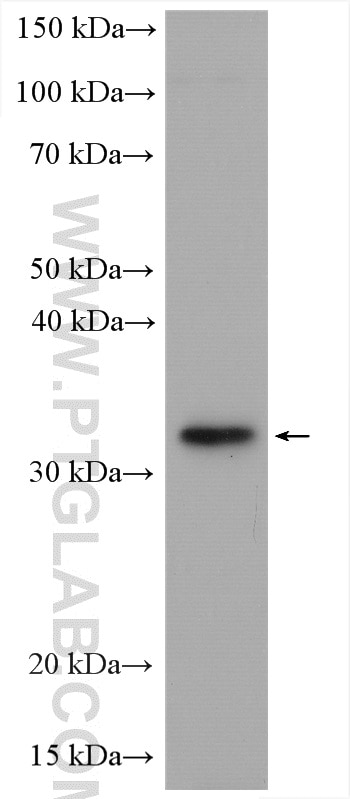 Western Blot (WB) analysis of HEK-293T cells using C21orf2 Polyclonal antibody (27609-1-AP)