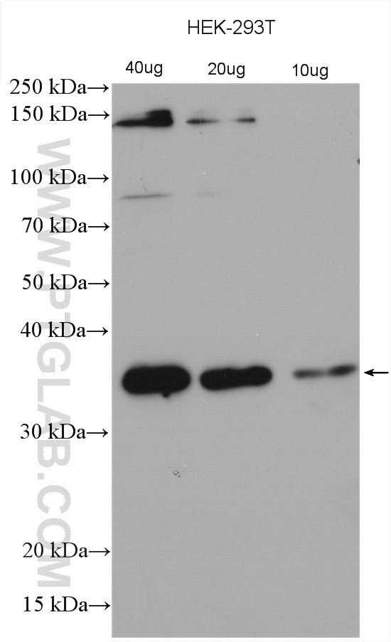 Western Blot (WB) analysis of various lysates using C21orf2 Polyclonal antibody (27609-1-AP)