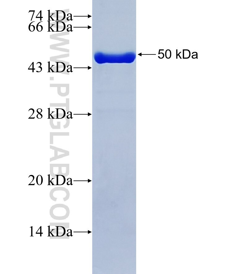 C21orf33 fusion protein Ag37527 SDS-PAGE
