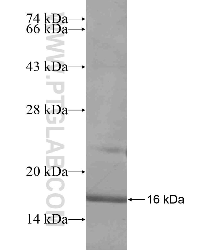 C21orf34 fusion protein Ag17434 SDS-PAGE