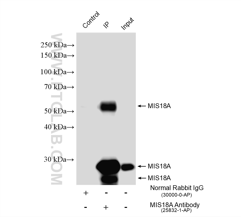 Immunoprecipitation (IP) experiment of Jurkat cells using MIS18A Polyclonal antibody (25832-1-AP)