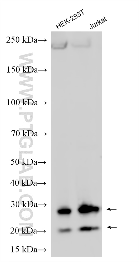 Western Blot (WB) analysis of various lysates using MIS18A Polyclonal antibody (25832-1-AP)