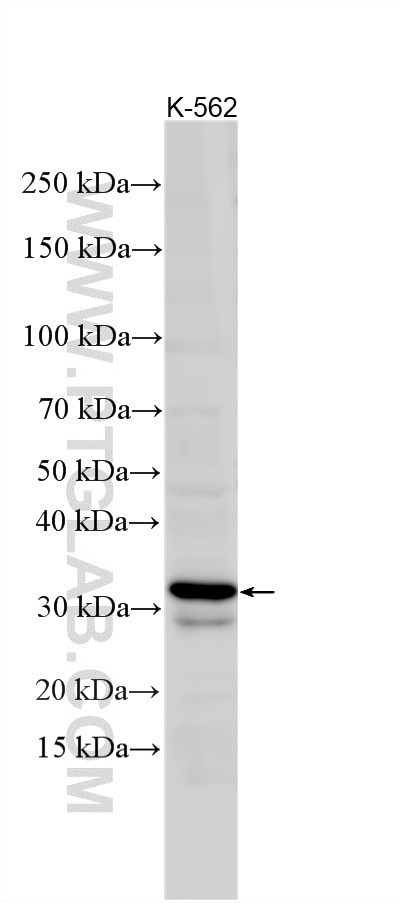 WB analysis using 21461-1-AP Western Blot (WB) analysis of various lysates using C21orf59 Polyclonal antibody (21461-1-AP)