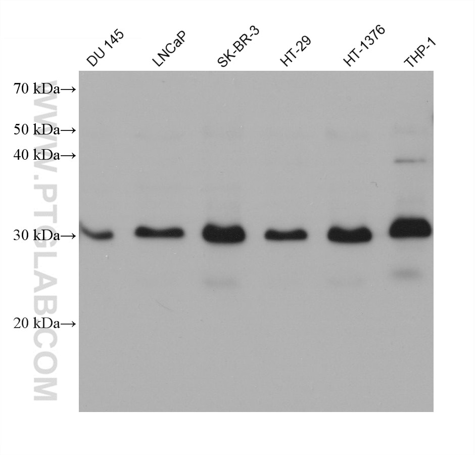 Western Blot (WB) analysis of various lysates using C22orf25 Monoclonal antibody (68625-1-Ig)
