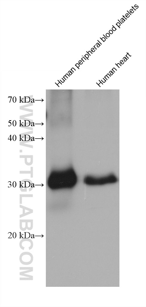 Western Blot (WB) analysis of various lysates using C22orf25 Monoclonal antibody (68625-1-Ig)