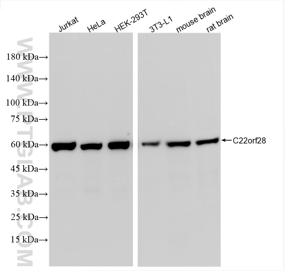 Western Blot (WB) analysis of various lysates using C22orf28 Recombinant antibody (86258-4-RR)