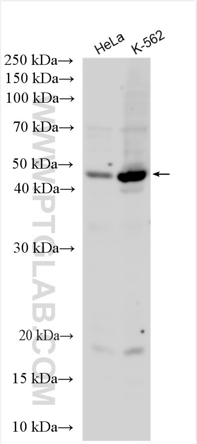 Western Blot (WB) analysis of various lysates using C22orf29 Polyclonal antibody (26575-1-AP)