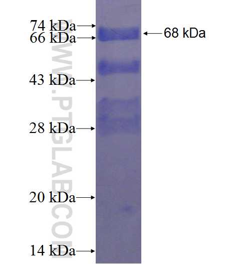 C22orf29 fusion protein Ag24111 SDS-PAGE