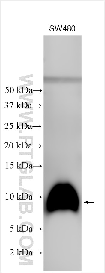 Western Blot (WB) analysis of various lysates using C22orf32 Polyclonal antibody (29313-1-AP)