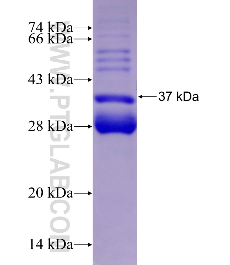 C22orf32 fusion protein Ag29162 SDS-PAGE
