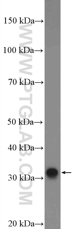 Western Blot (WB) analysis of human testis tissue using C22orf33 Polyclonal antibody (26577-1-AP)