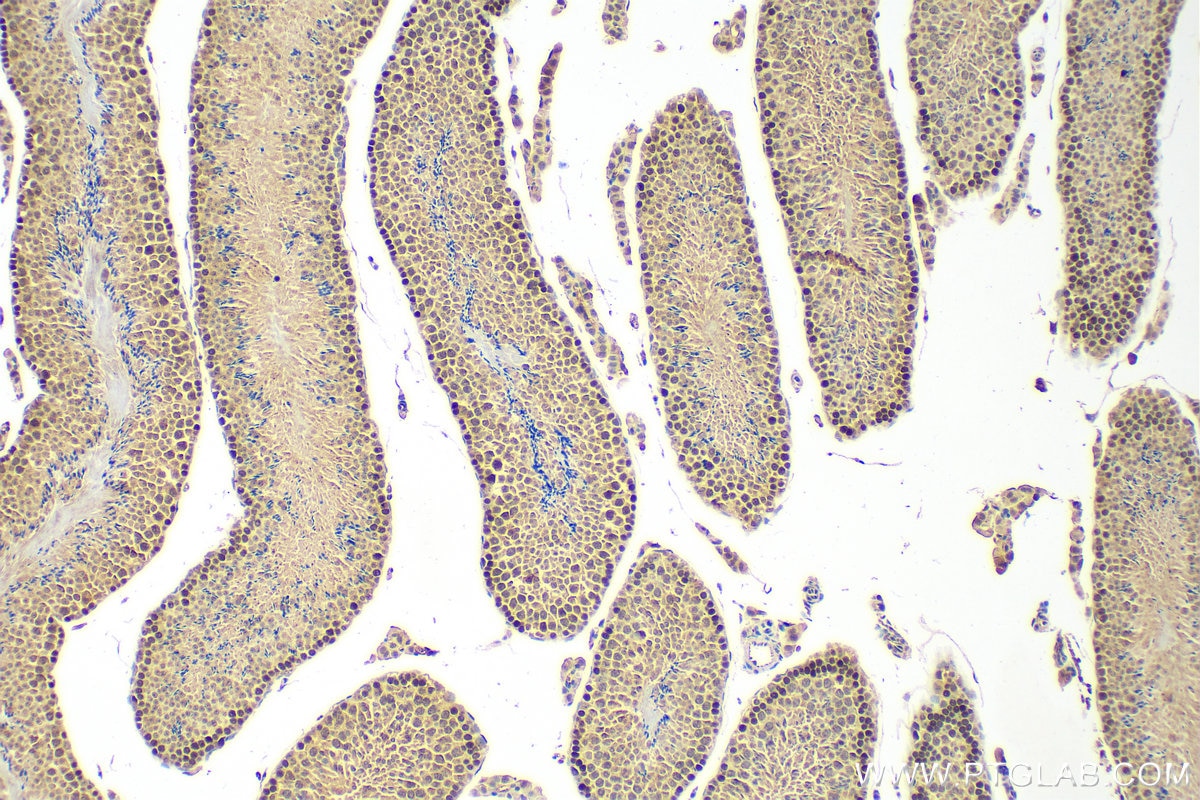 Immunohistochemistry (IHC) staining of mouse testis tissue using C22orf41 Polyclonal antibody (24867-1-AP)