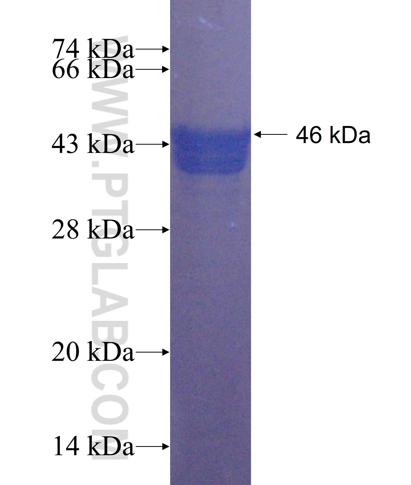 C2CD2L fusion protein Ag21976 SDS-PAGE