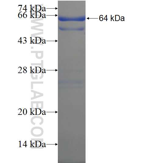 C2CD2L fusion protein Ag21913 SDS-PAGE