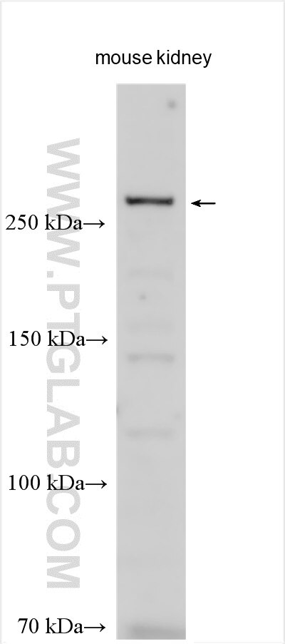 WB analysis using 30541-1-AP Western Blot (WB) analysis of various lysates using C2CD3 Polyclonal antibody (30541-1-AP)