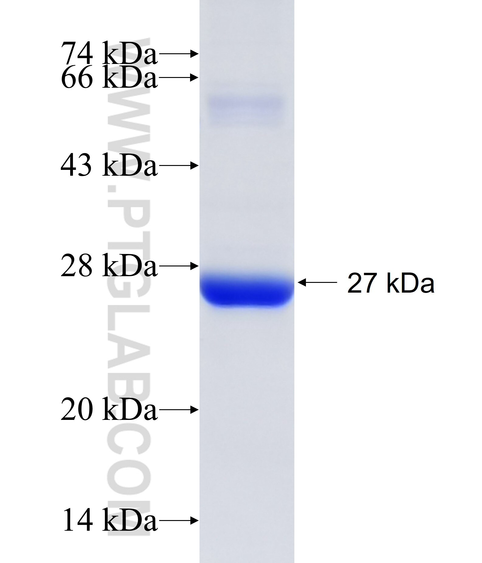 C2orf24 fusion protein Ag20750 SDS-PAGE