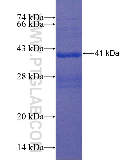 C2orf28 fusion protein Ag22168 SDS-PAGE