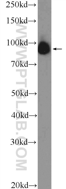 WB analysis of HeLa using 26029-1-AP