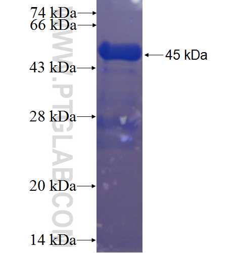 C2orf3 fusion protein Ag23315 SDS-PAGE