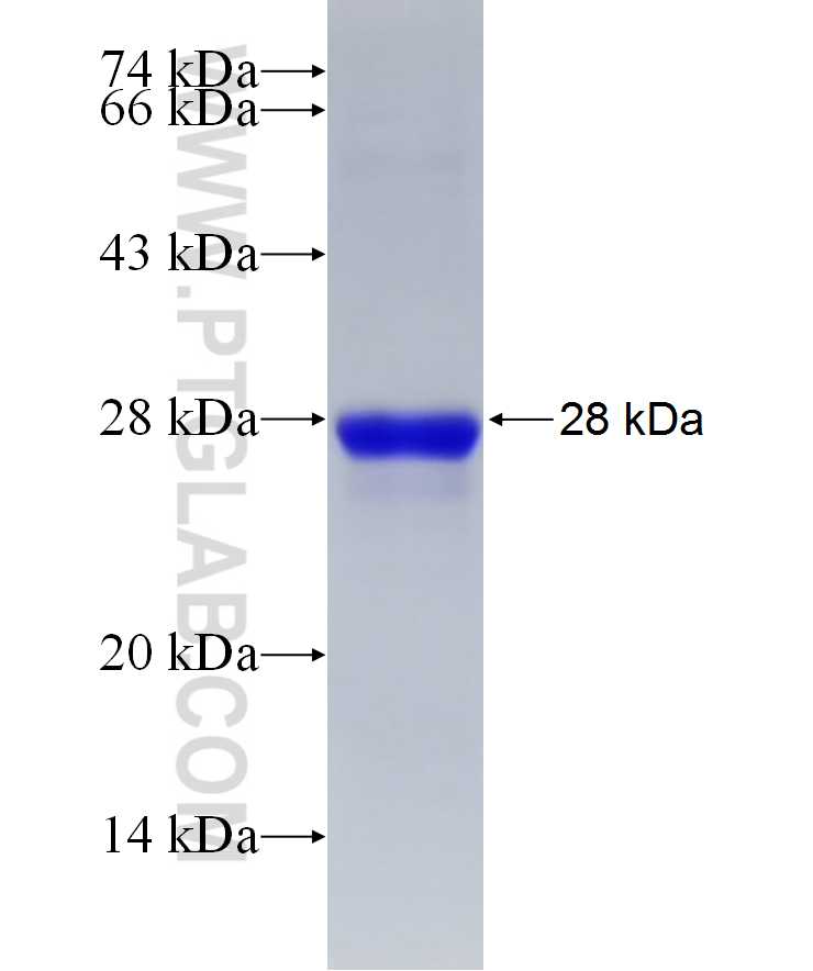 C2orf3 fusion protein Ag23323 SDS-PAGE