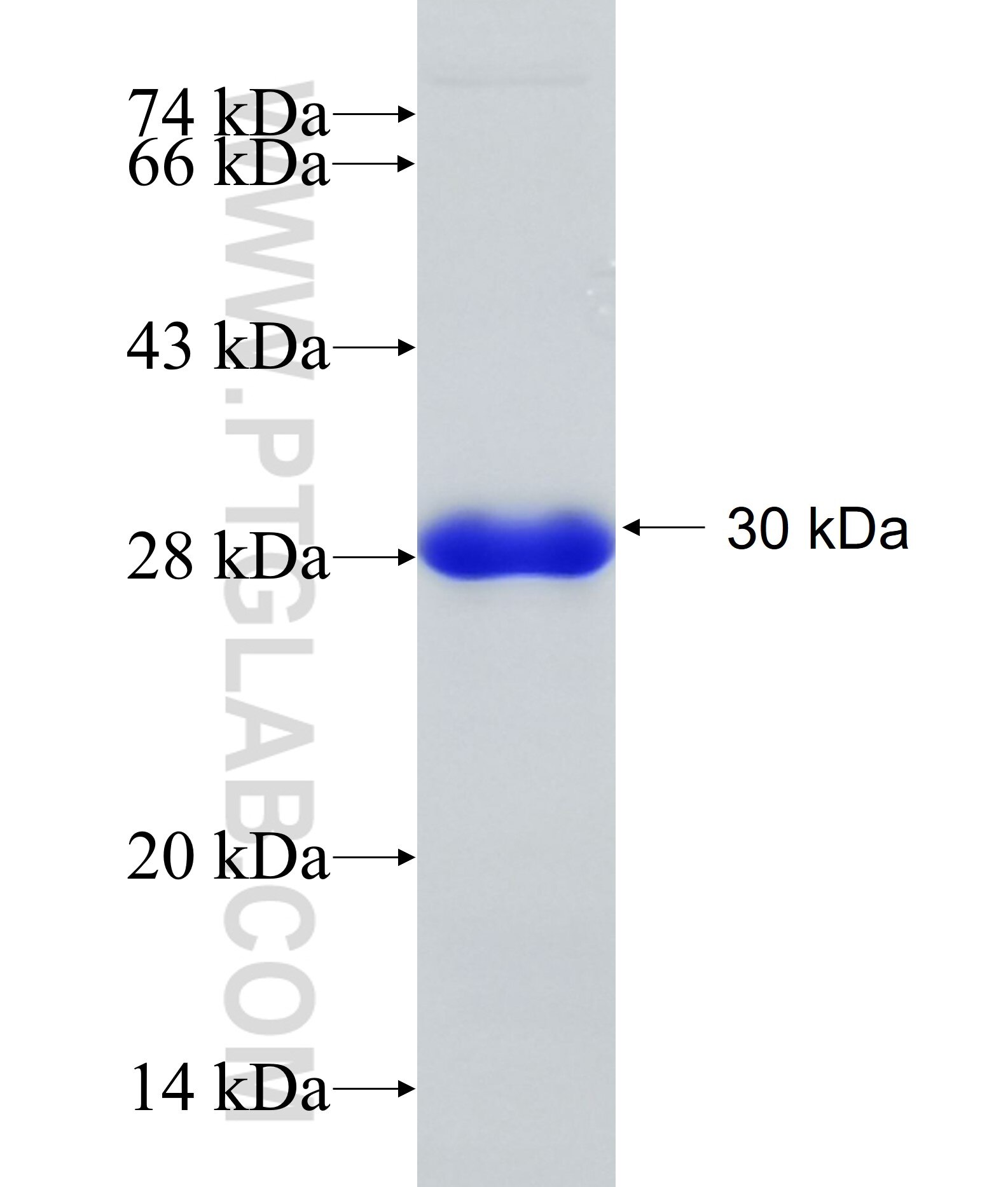 C2orf3 fusion protein Ag23323 SDS-PAGE