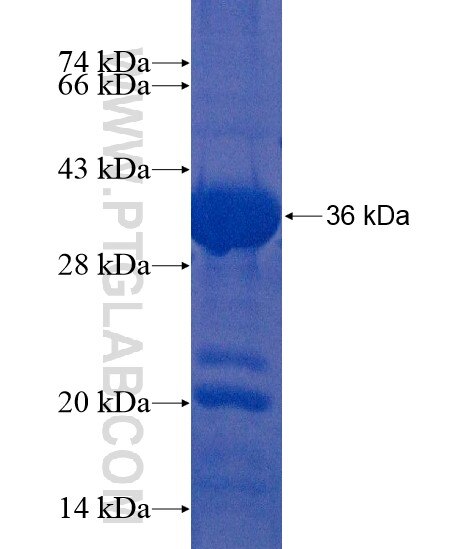 C2orf37 fusion protein Ag21995 SDS-PAGE