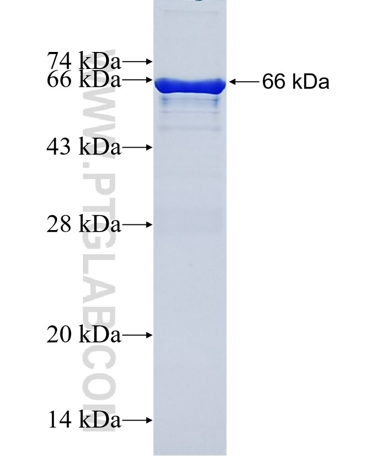 C2orf39 fusion protein Ag24113 SDS-PAGE