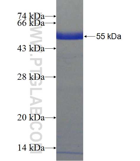 C2orf39 fusion protein Ag24114 SDS-PAGE