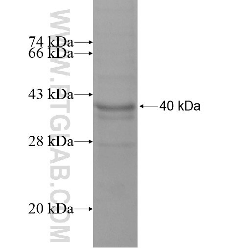C2orf42 fusion protein Ag14328 SDS-PAGE